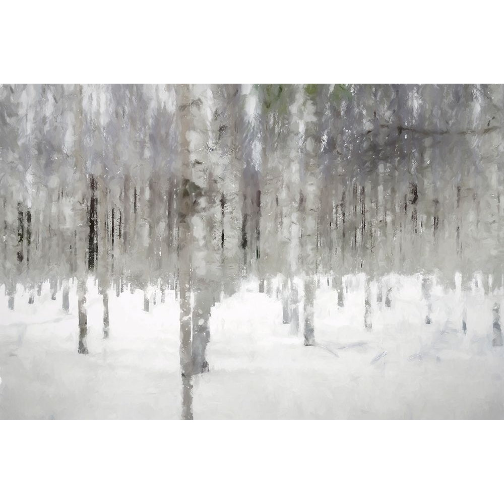 Birches In Fog by Kim Curinga-VARPDXKJ057A Image 1