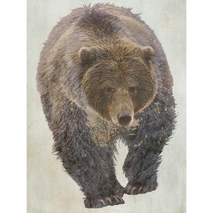 Brown Bear Walking by Kim Curinga-VARPDXKJ083A Image 1