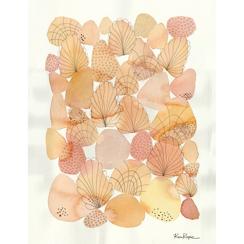 Shells Poster Print by Kim Rupe-VARPDXKRURC006A Image 1