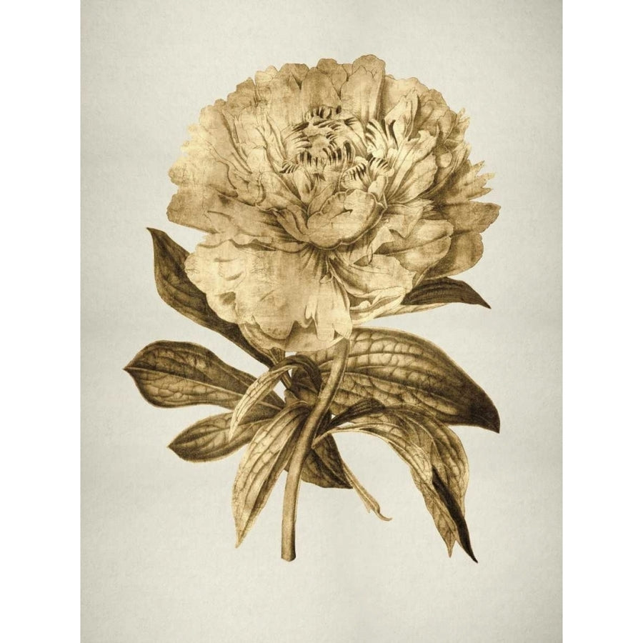 Gold Tulip II Poster Print by Kate Bennett-VARPDXKTB111509DG Image 1