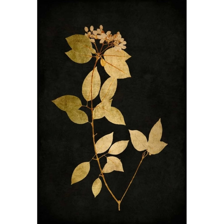 Golden Nature VI Poster Print by Kate Bennett-VARPDXKTB111633DG Image 1