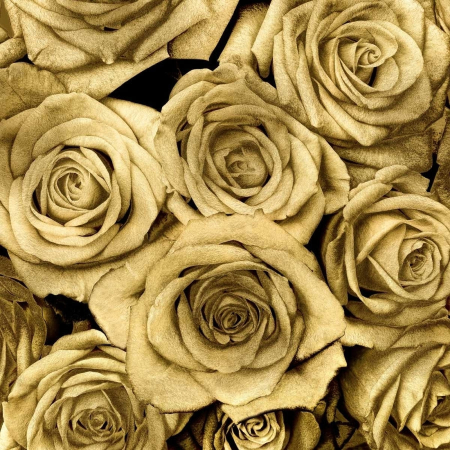 Gold Roses Poster Print by Kate Bennett-VARPDXKTB113446 Image 1