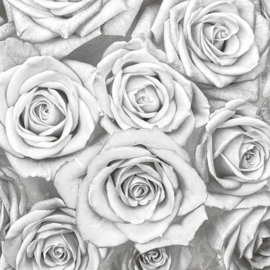 Roses - White on Silver Poster Print by Kate Bennett-VARPDXKTB113455 Image 1