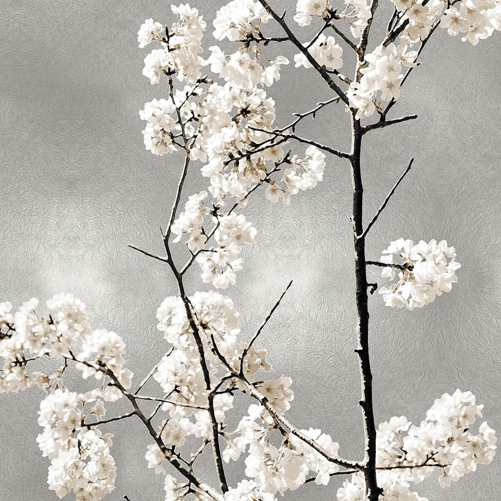 Silver Blossoms II Poster Print by Kate Bennett-VARPDXKTB116643 Image 1