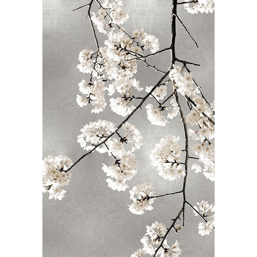 White Blossoms on Silver III Poster Print by Kate Bennett-VARPDXKTB116646 Image 1