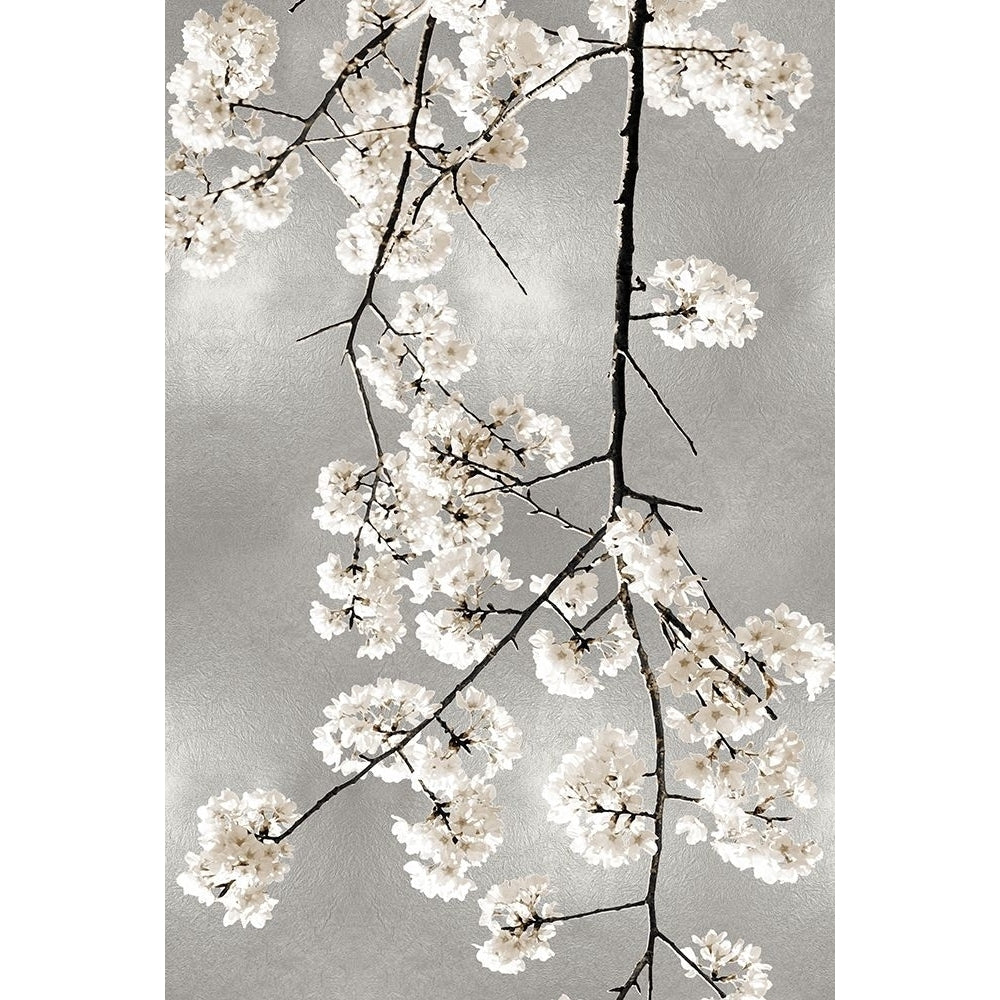 White Blossoms on Silver IV Poster Print by Kate Bennett-VARPDXKTB116647 Image 1