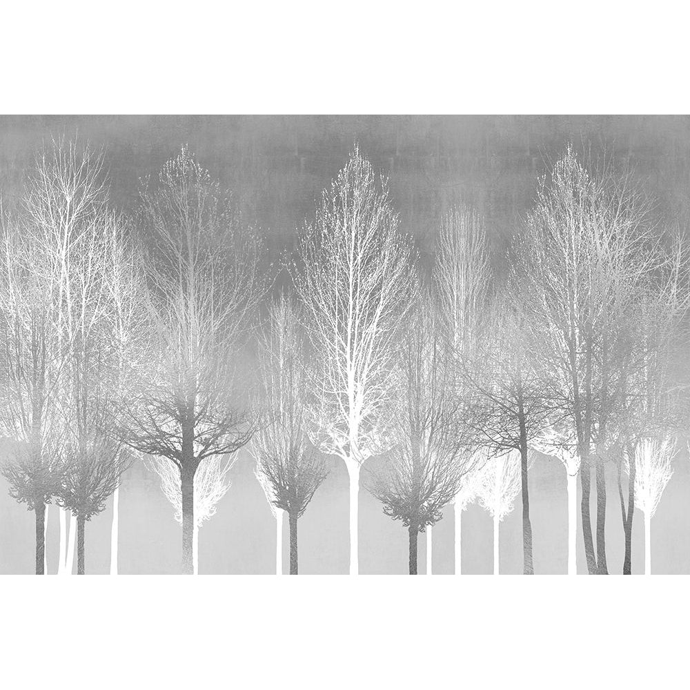 Silver Trees by Kate Bennett-VARPDXKTB117789 Image 1