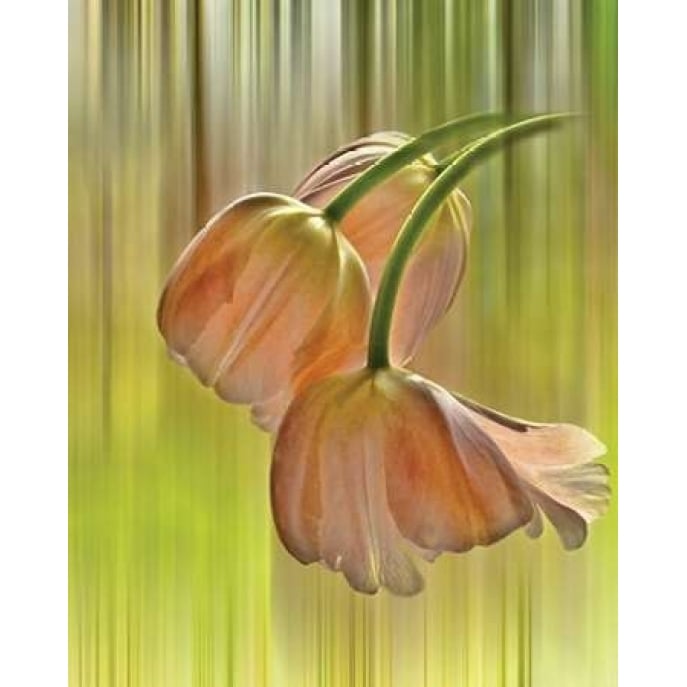 Tulip Free Fall Poster Print by Karen Von Knobloch-VARPDXKV004A Image 1