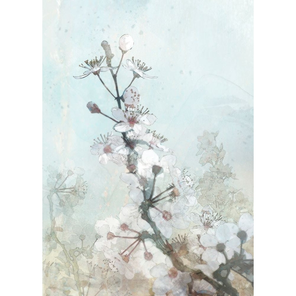 Climbing Cherry Blossoms I Poster Print by Ken Roko-VARPDXKX103A Image 1