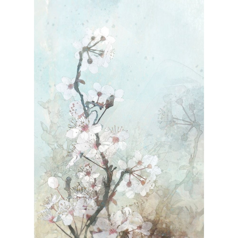 Climbing Cherry Blossoms II Poster Print by Ken Roko-VARPDXKX104A Image 1