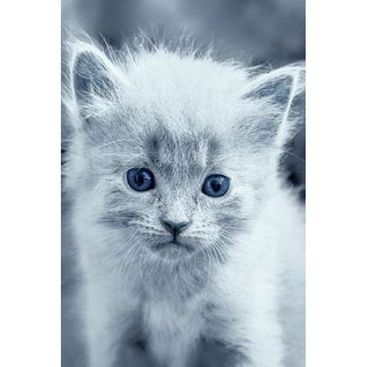 Blue Kitty Poster Print by Tracie Louise-VARPDXL812D Image 2