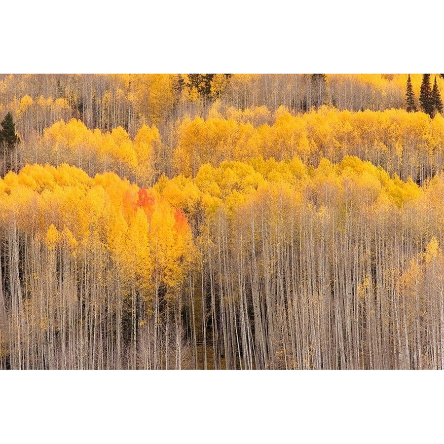 Beckwith Aspens by J.C. Leacock-VARPDXL966D Image 1