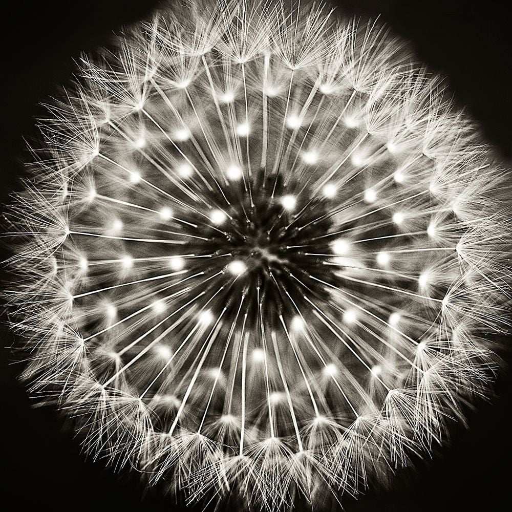 Dandelion I Poster Print by Dawn Campbell-VARPDXLA003A Image 1