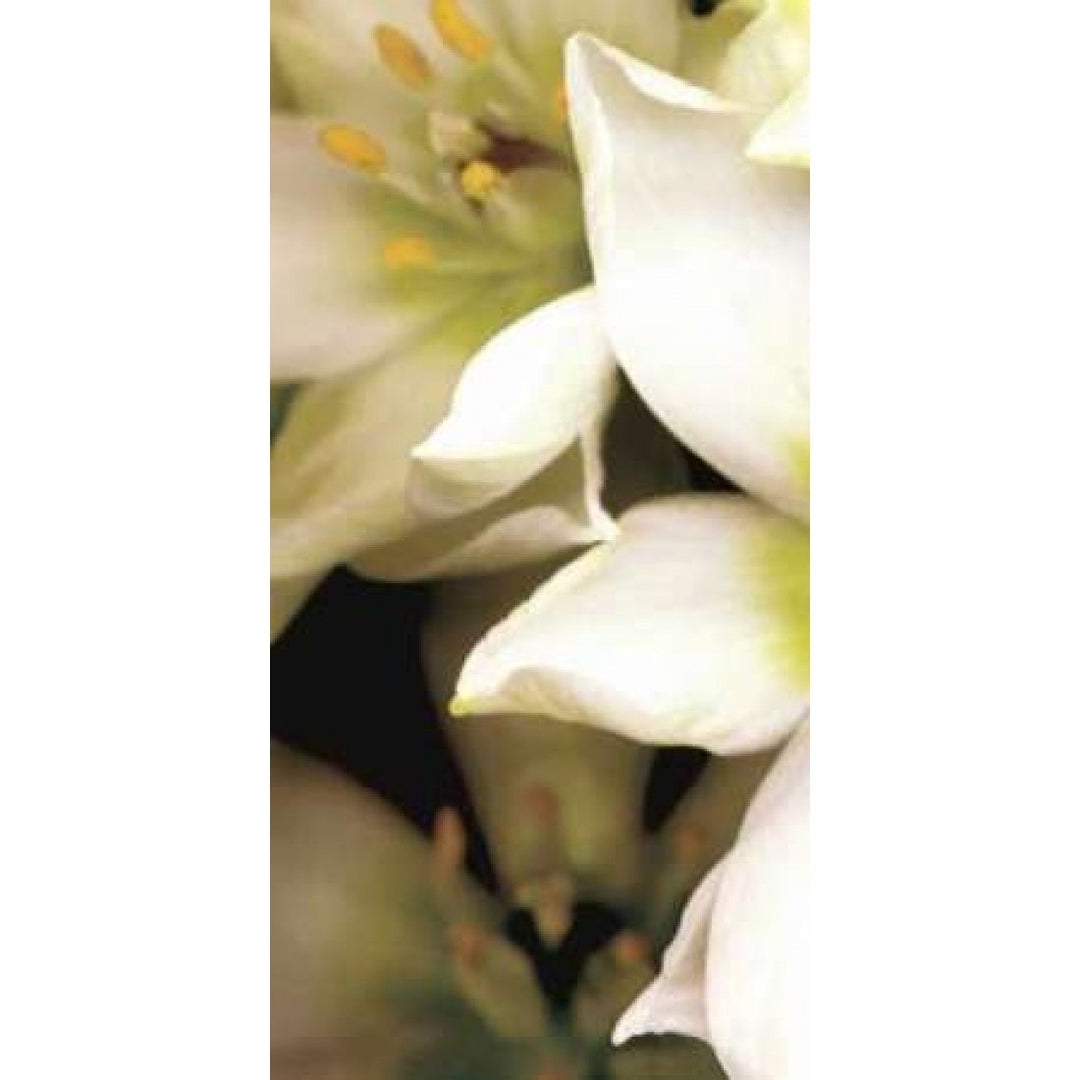 Star of Bethlehem Triptych Poster Print by Andrew Levine-VARPDXLAP204A Image 1