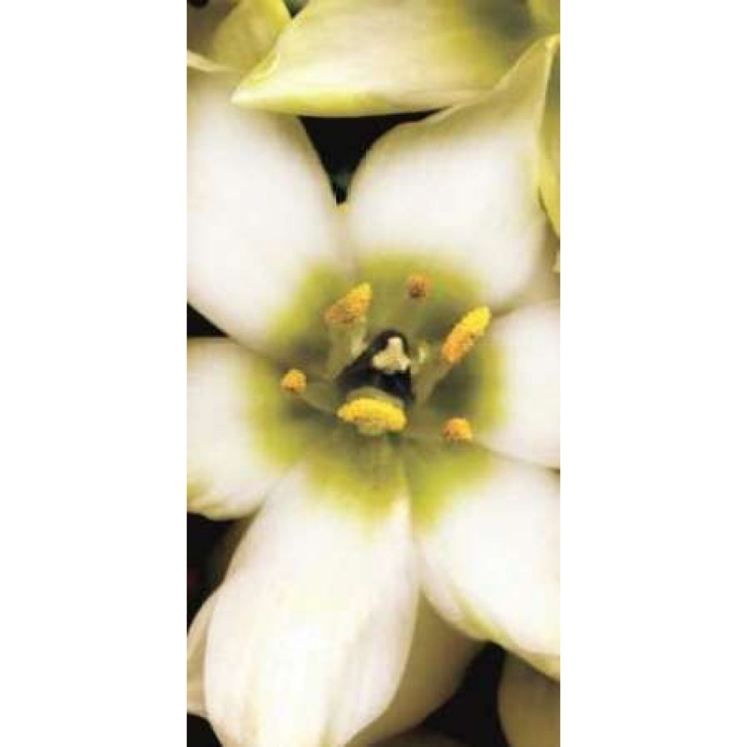 Star of Bethlehem Triptych Poster Print by Andrew Levine-VARPDXLAP204B Image 1