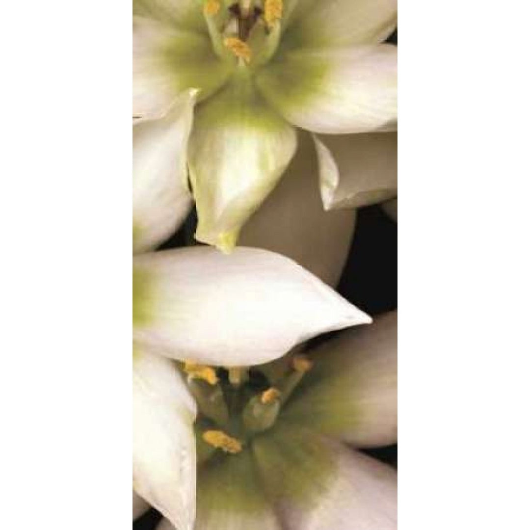 Star of Bethlehem Triptych Poster Print by Andrew Levine-VARPDXLAP204C Image 1