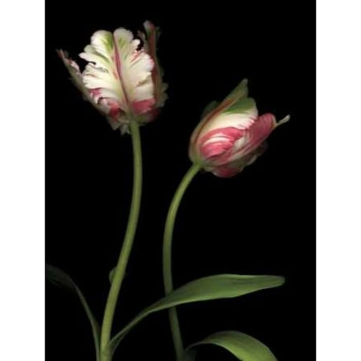 Parrot Tulips I Poster Print by Andrew Levine-VARPDXLAP217 Image 1