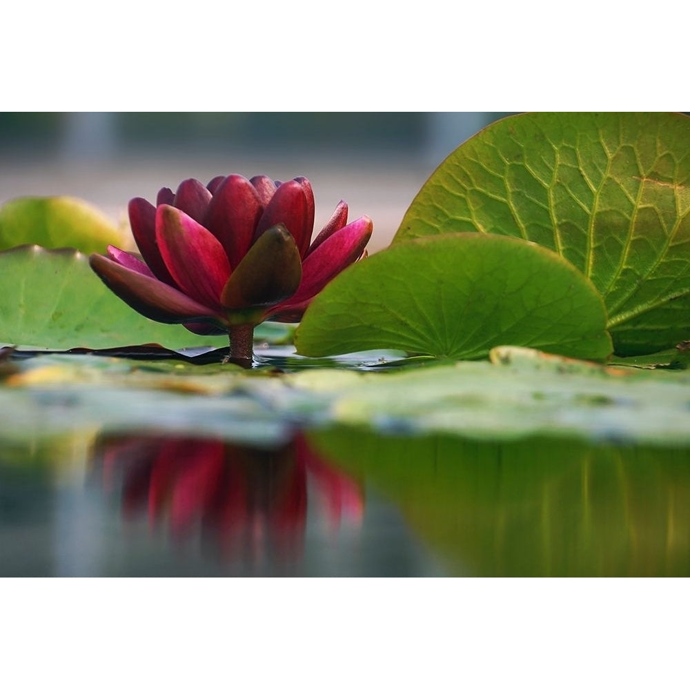 Lily Reflections II Poster Print by Leda Robertson-VARPDXLB006A Image 1