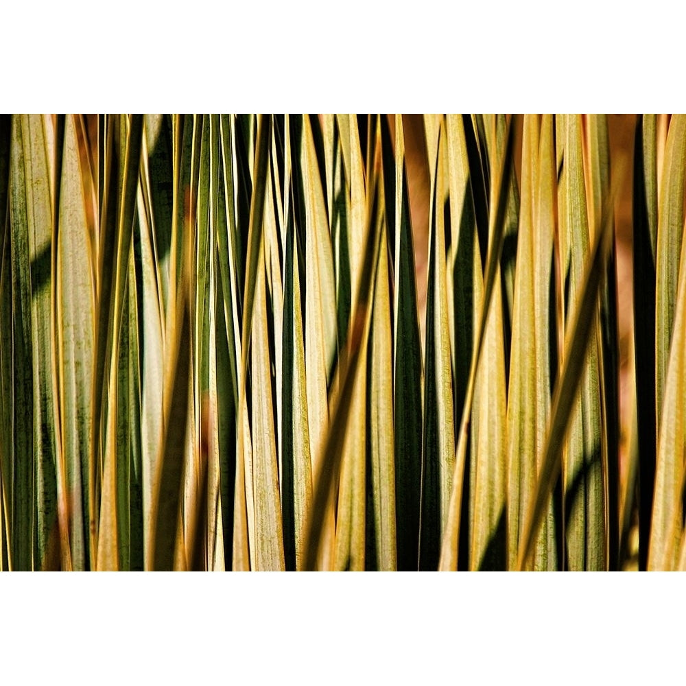 Desert Grasses I Poster Print by Leda Robertson-VARPDXLB092A Image 1