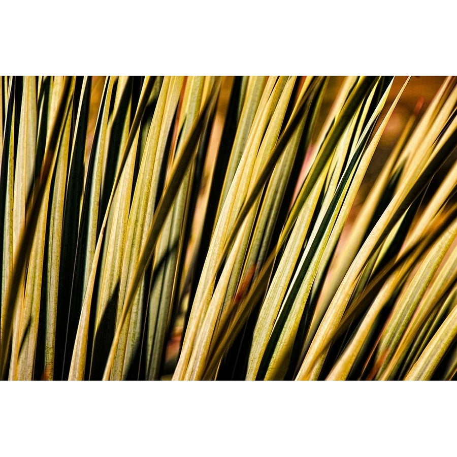 Desert Grasses II Poster Print by Leda Robertson-VARPDXLB093A Image 1