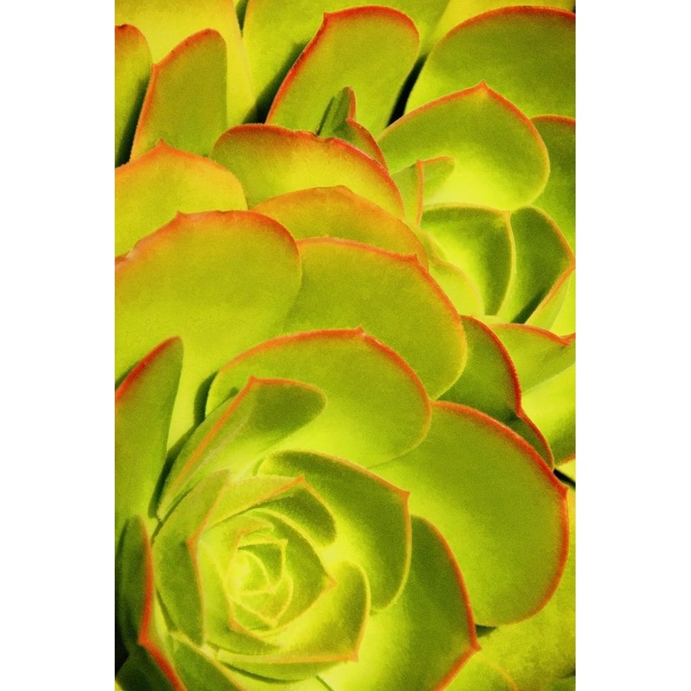 Sweet Succulents II by Leda Robertson-VARPDXLB091A Image 1