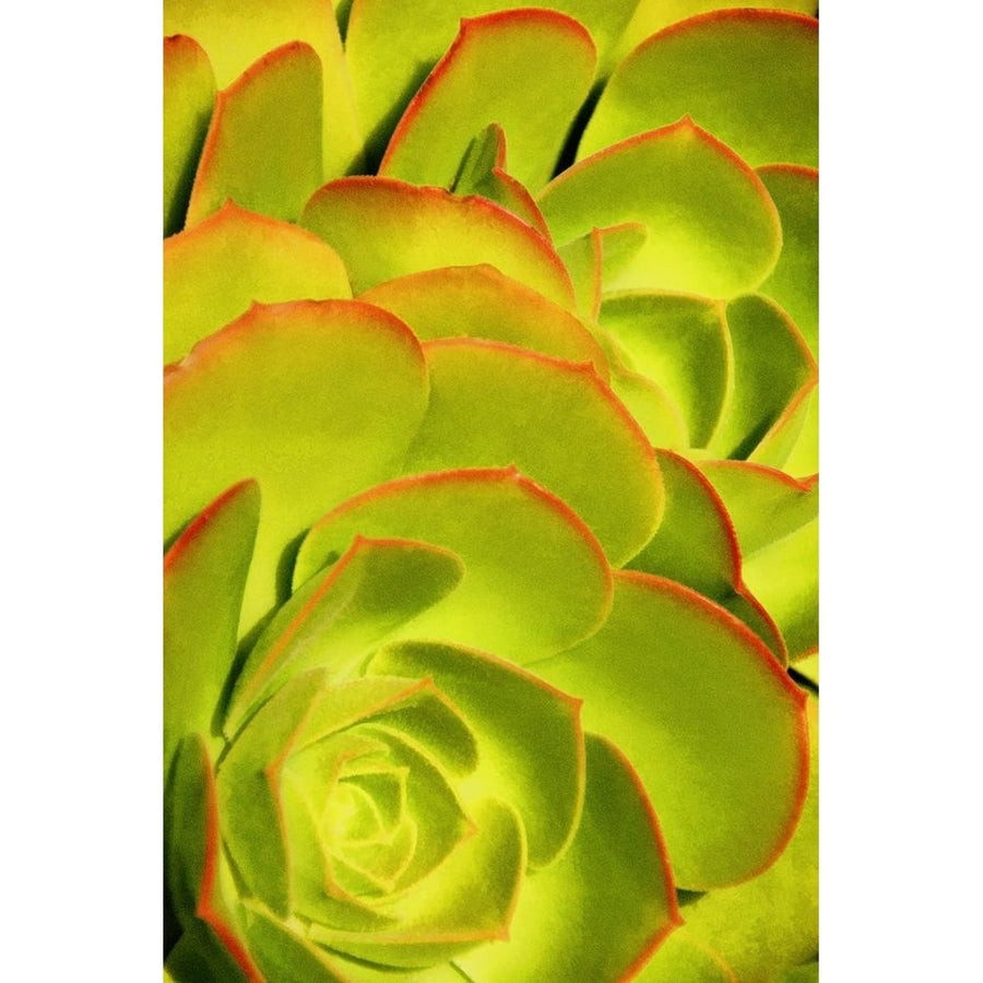 Sweet Succulents II by Leda Robertson-VARPDXLB091A Image 1