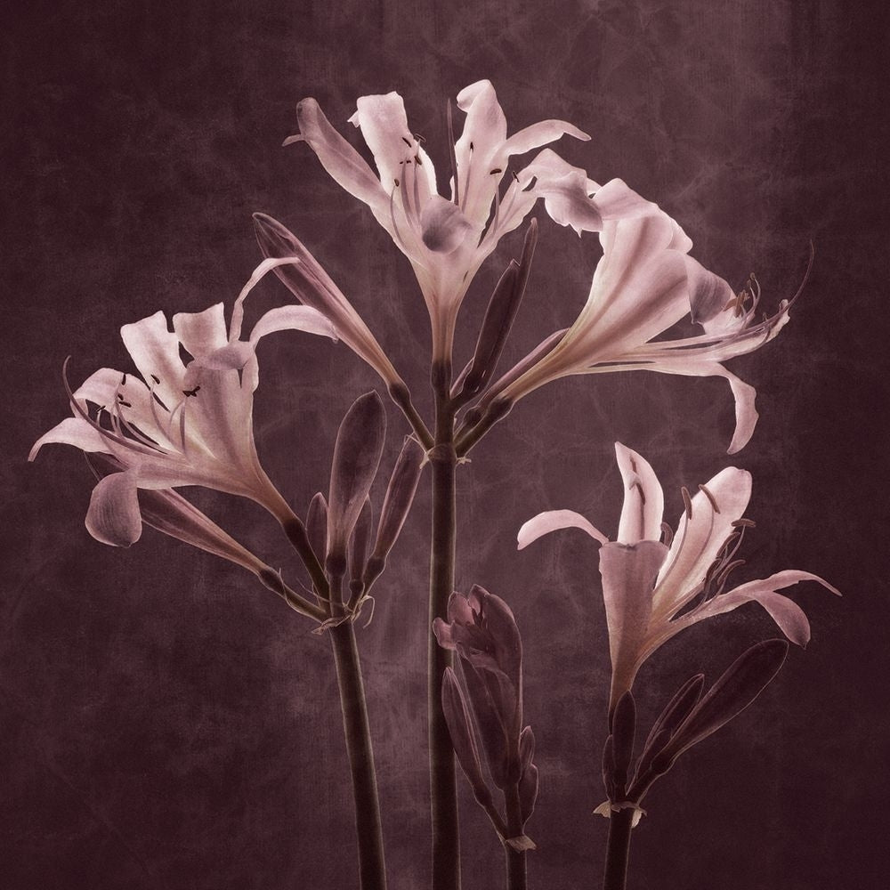 Lilies in Antiquity Poster Print - Leda Robertson-VARPDXLB043A Image 1