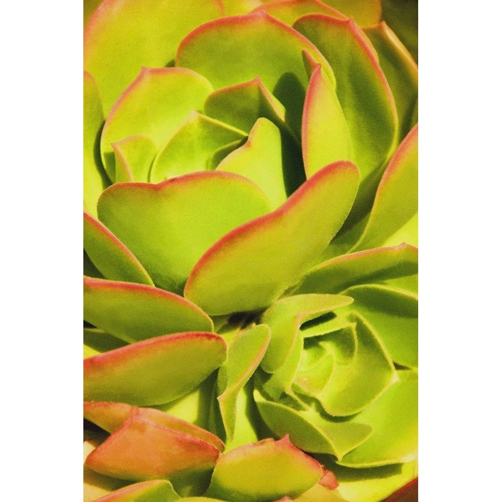 Sweet Succulents I by Leda Robertson-VARPDXLB090A Image 1