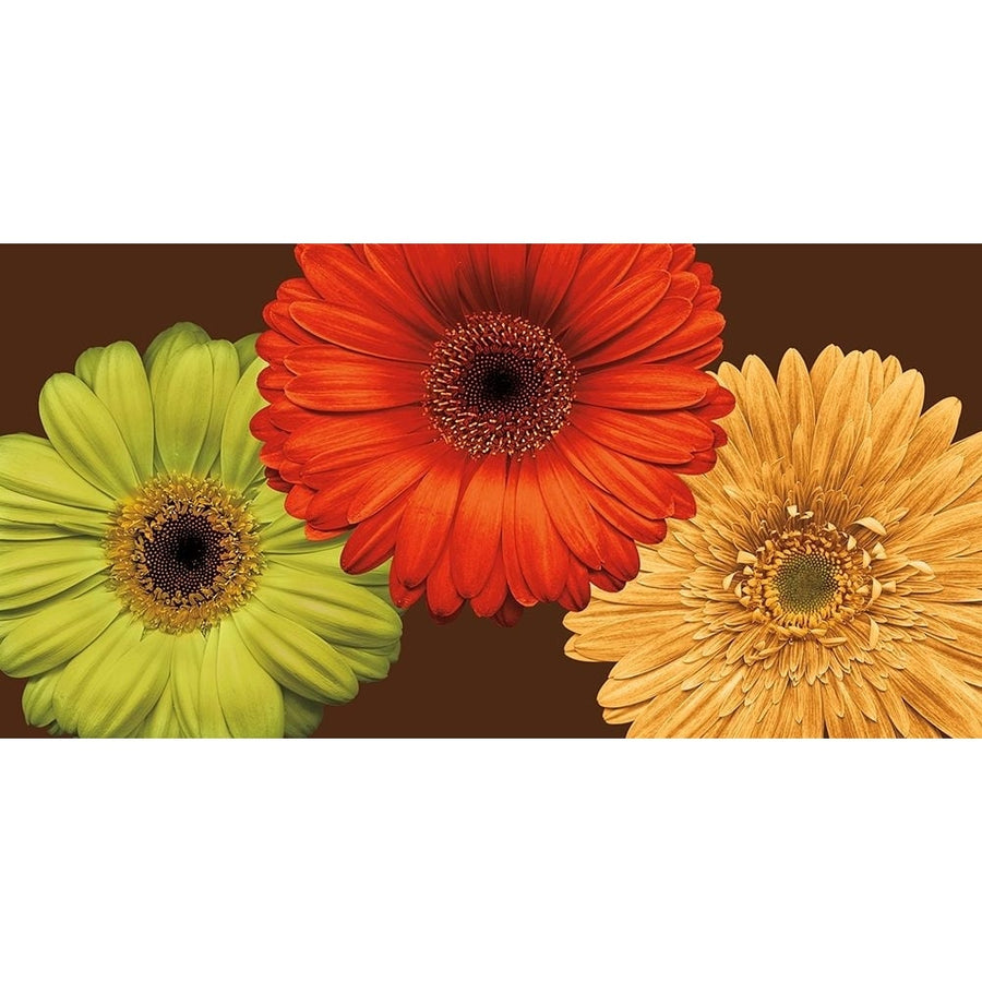 Daisy Trio Poster Print - Lindsay Blake-VARPDXLB6859 Image 1