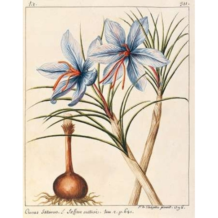 Crocus Sativius Poster Print by Laurent De Chazelles-VARPDXLC03 Image 2