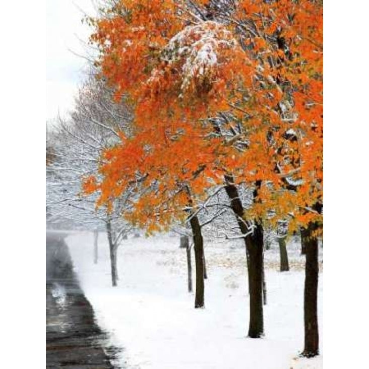 SnowFall III Poster Print by Burney Lieberman-VARPDXLBP105 Image 2