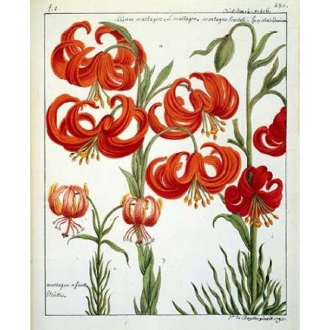 Lilium Martagon Poster Print by Laurent De Chazelles-VARPDXLC08 Image 2