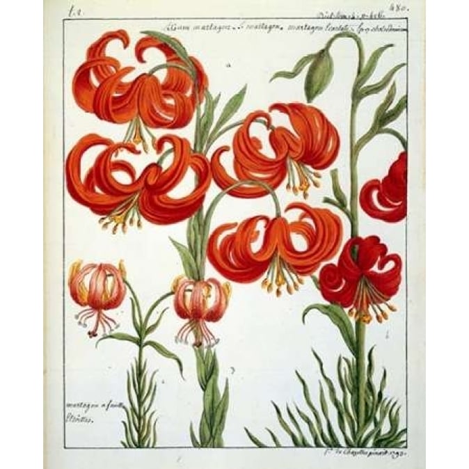 Lilium Martagon Poster Print by Laurent De Chazelles-VARPDXLC08 Image 1