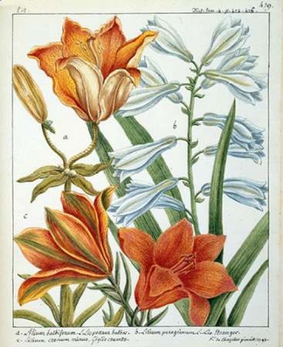 Lilium Bulbiferum Poster Print by Laurent De Chazelles-VARPDXLC07 Image 1