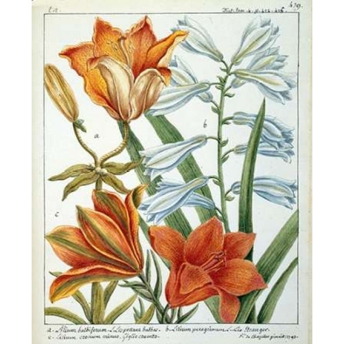 Lilium Bulbiferum Poster Print by Laurent De Chazelles-VARPDXLC07 Image 2