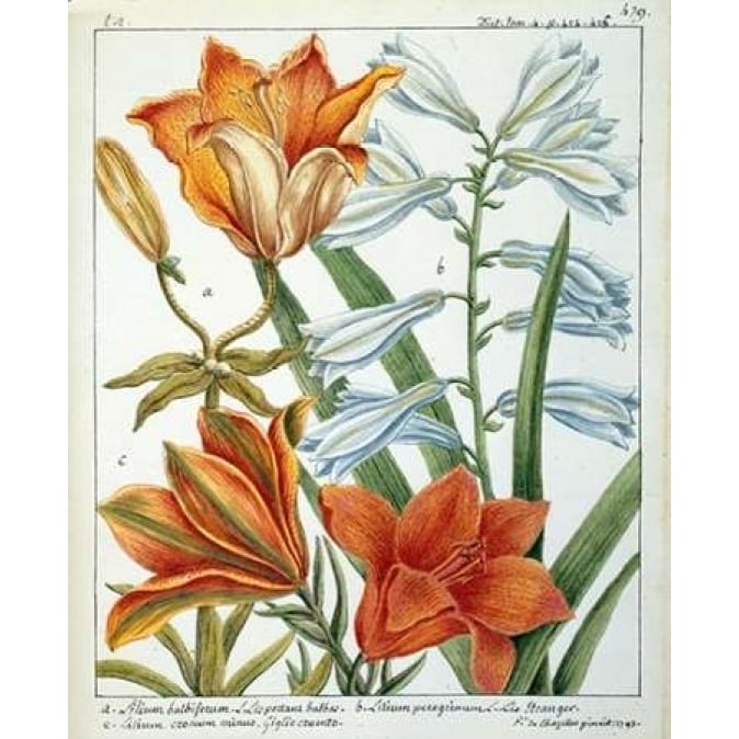 Lilium Bulbiferum Poster Print by Laurent De Chazelles-VARPDXLC07 Image 1