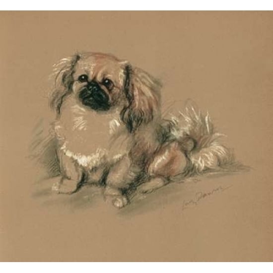 Pekinese Koko Poster Print by Lucy Dawson-VARPDXLD03 Image 2