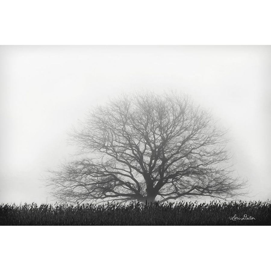 Foggy Old Tree Poster Print by Lori Deiter-VARPDXLD1646 Image 1