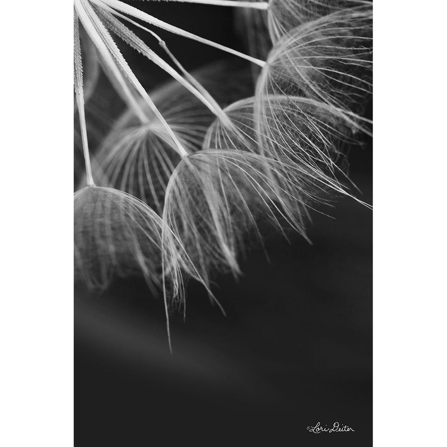 Goatsbeard I Poster Print by Lori Deiter-VARPDXLD1714 Image 1