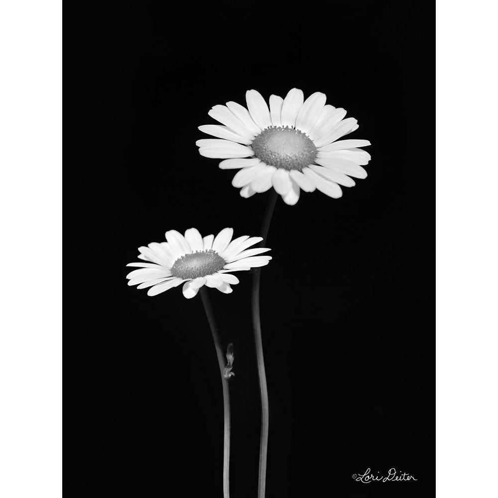 Pair of Daisies Poster Print by Lori Deiter-VARPDXLD1716 Image 1