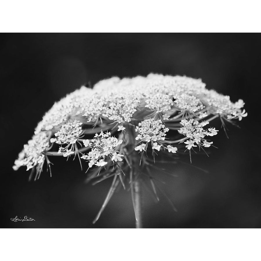 Queen Annes Lace Poster Print by Lori Deiter-VARPDXLD1798 Image 1