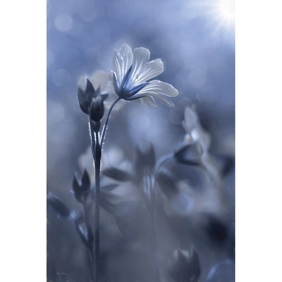 Blue and White Flowers I by Lori Deiter-VARPDXLD2023 Image 1