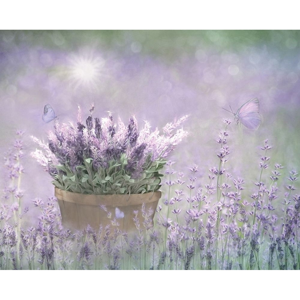 Lavender Basket Poster Print by Lori Deiter-VARPDXLD2183 Image 1