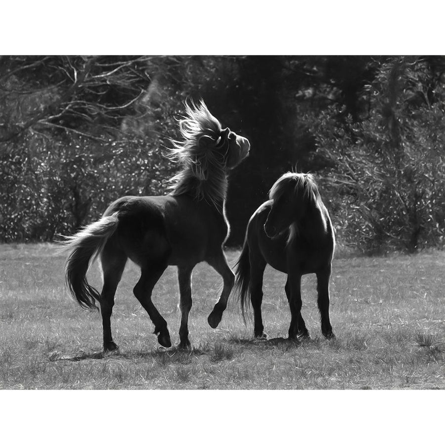 Black and White Assateague Horses Poster Print by Lori Deiter-VARPDXLD2283 Image 1