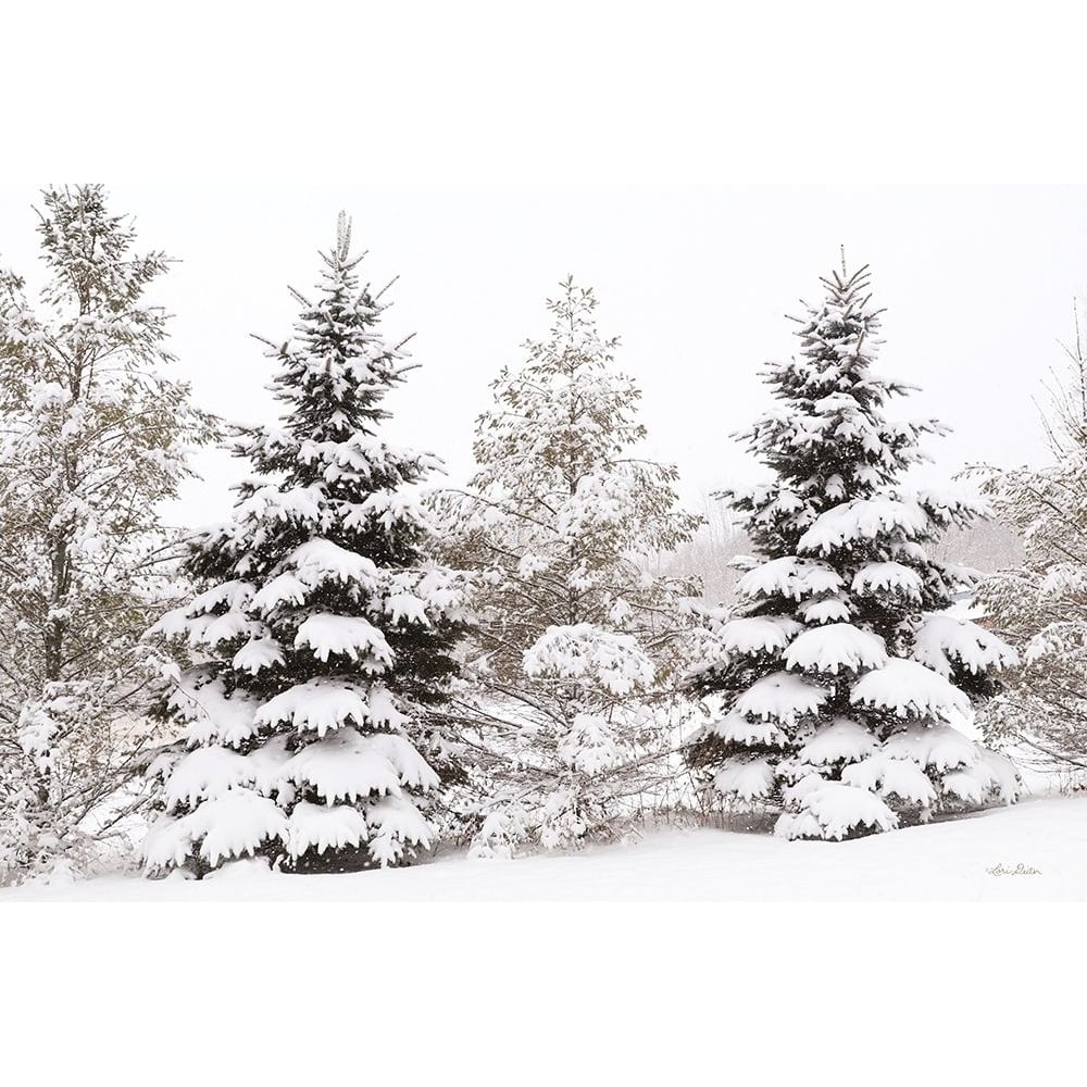 Snowy Pine Trees by Lori Deiter-VARPDXLD2634 Image 1