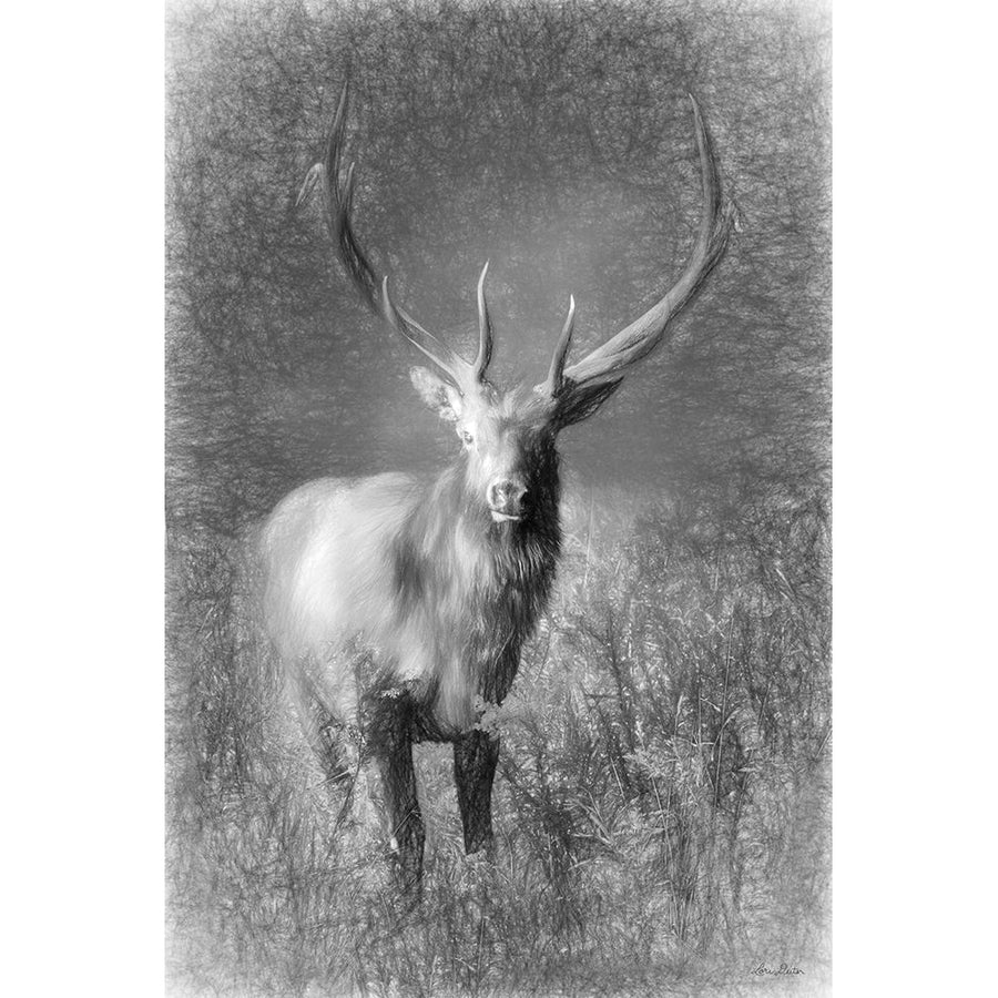 Elk Sketch by Lori Deiter-VARPDXLD2641 Image 1