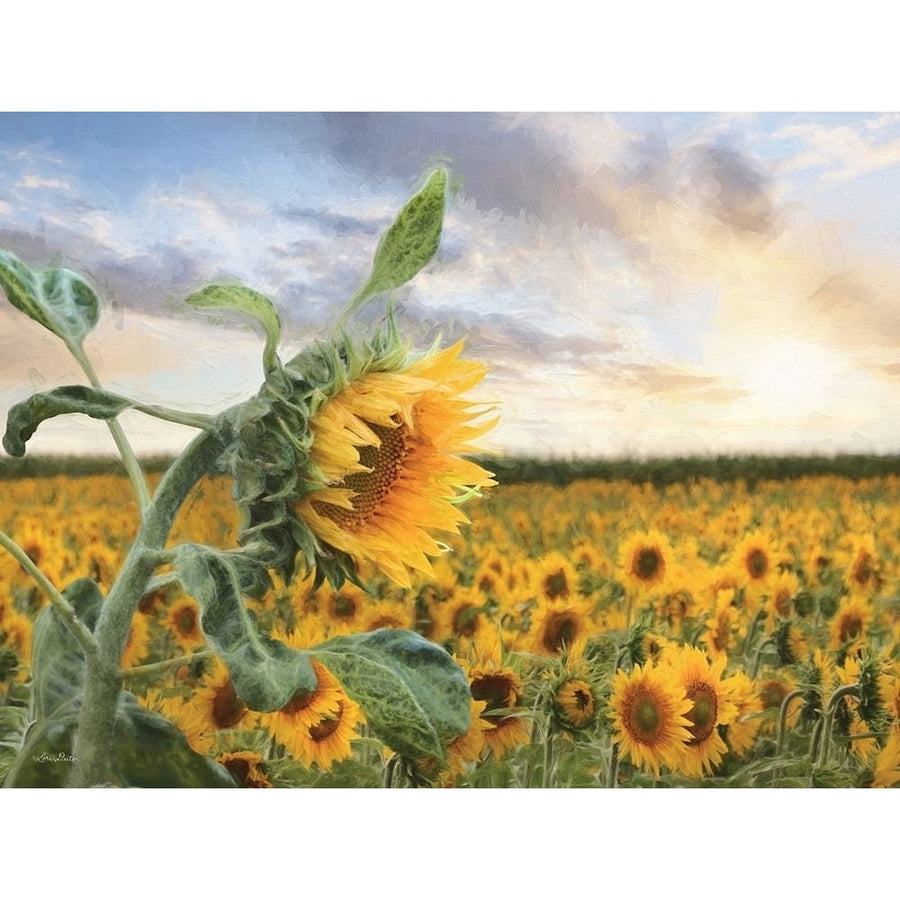 Sunflower Sunrise Poster Print - Lori Deiter-VARPDXLD2950 Image 1