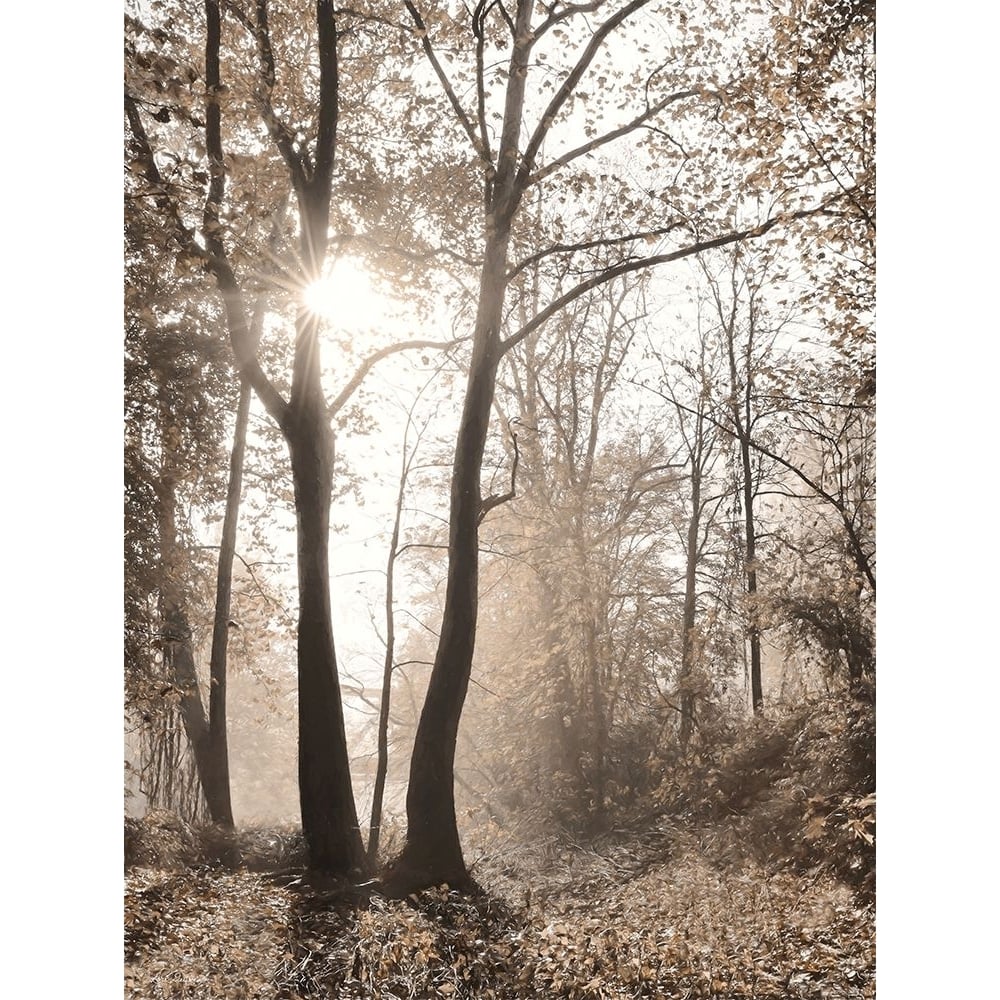 Woodland Sunrise Poster Print - Lori Deiter-VARPDXLD3064 Image 1