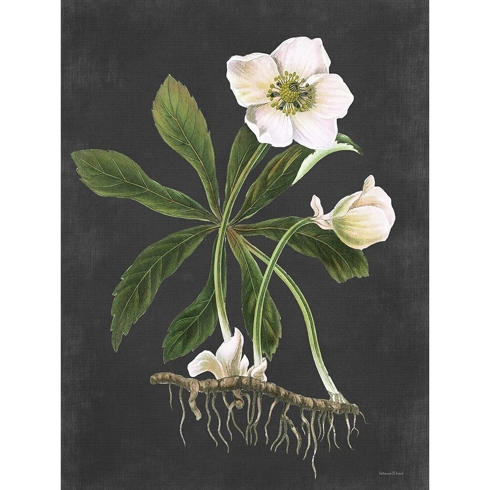 Hellebore Poster Print - and Lined Lettered-VARPDXLET479 Image 1