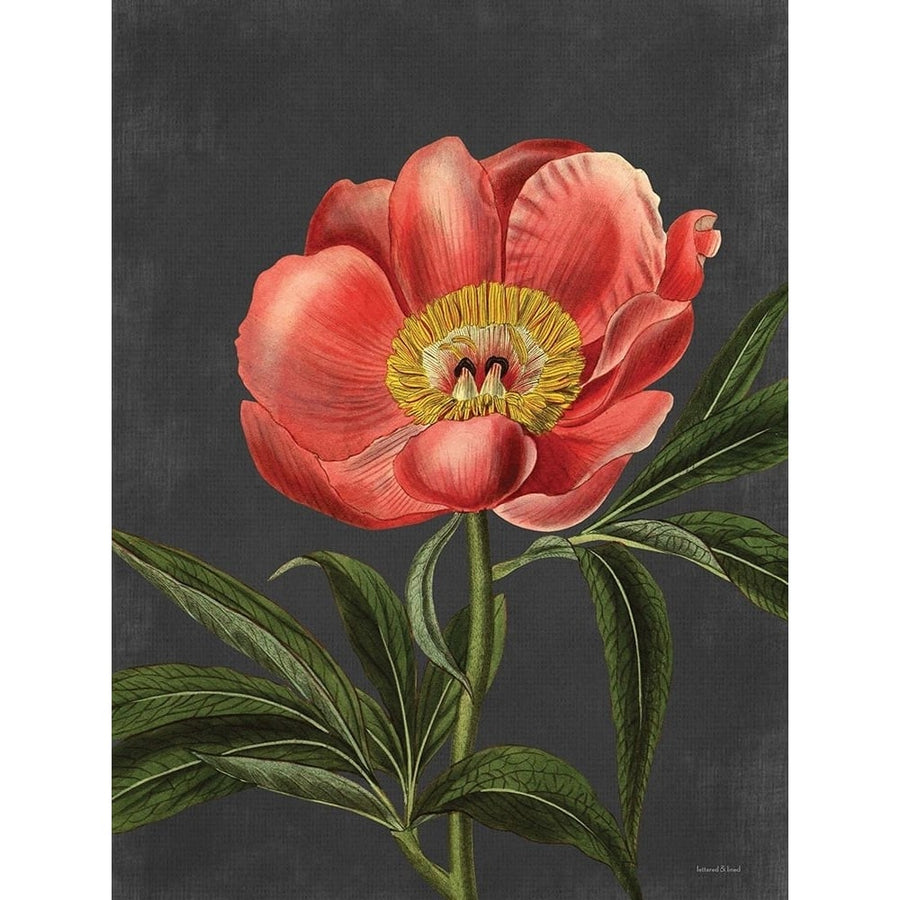 Peony Poster Print - and Lined Lettered-VARPDXLET485 Image 1